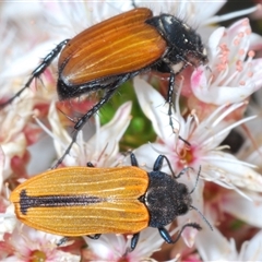 Castiarina erythroptera at Tharwa, ACT - 1 Nov 2024 10:57 PM