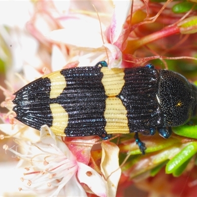 Castiarina bifasciata (Jewel beetle) at Tharwa, ACT - 1 Nov 2024 by Harrisi