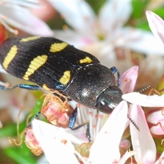 Castiarina inconspicua (A jewel beetle) at Tharwa, ACT - 31 Oct 2024 by Harrisi