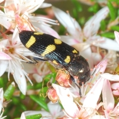 Castiarina inconspicua at Tharwa, ACT - 1 Nov 2024 10:57 AM