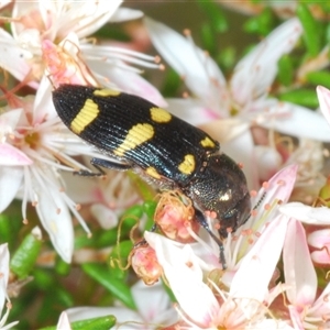 Castiarina inconspicua at Tharwa, ACT - 1 Nov 2024 10:57 AM