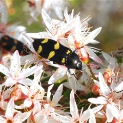 Castiarina inconspicua at Tharwa, ACT - 1 Nov 2024