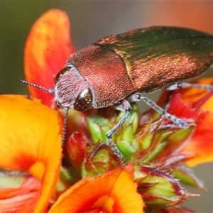 Melobasis propinqua at Tharwa, ACT - 1 Nov 2024 10:56 AM