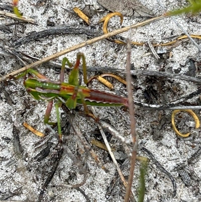 Unidentified Grasshopper (several families) at Gibson, WA - 30 Oct 2024 by pamburgess