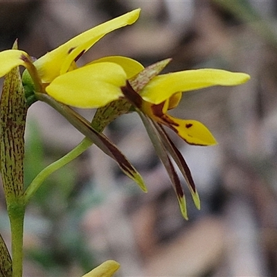 Diuris sulphurea (Tiger Orchid) at Goulburn, NSW - 1 Nov 2024 by trevorpreston