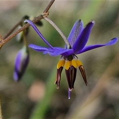 Dianella revoluta var. revoluta (Black-Anther Flax Lily) at Goulburn, NSW - 1 Nov 2024 by trevorpreston