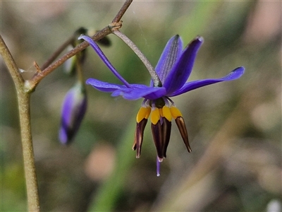 Dianella revoluta var. revoluta (Black-Anther Flax Lily) at Goulburn, NSW - 1 Nov 2024 by trevorpreston