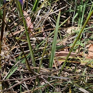 Dianella revoluta var. revoluta at Goulburn, NSW - 1 Nov 2024