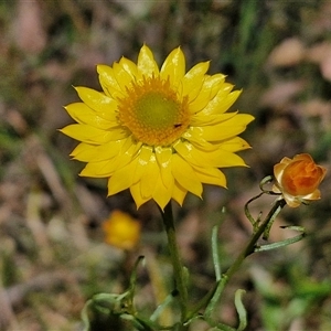 Xerochrysum viscosum at Goulburn, NSW - 1 Nov 2024 12:40 PM