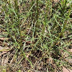 Xerochrysum viscosum at Goulburn, NSW - 1 Nov 2024 12:40 PM