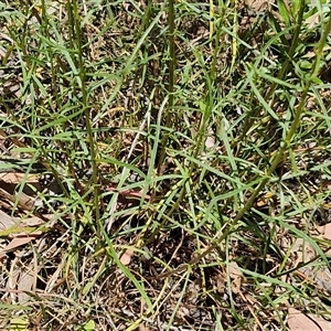 Xerochrysum viscosum at Goulburn, NSW - 1 Nov 2024 12:40 PM