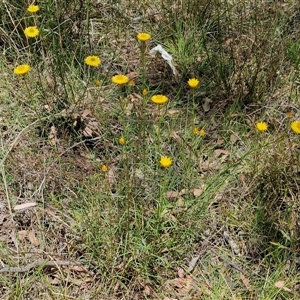 Xerochrysum viscosum at Goulburn, NSW - 1 Nov 2024 12:40 PM