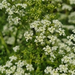 Conium maculatum (Hemlock) at Goulburn, NSW - 1 Nov 2024 by trevorpreston