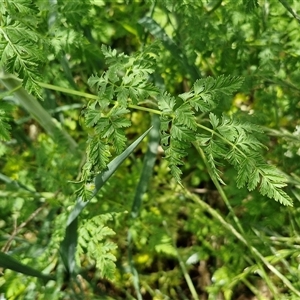 Conium maculatum at Goulburn, NSW - 1 Nov 2024 12:34 PM