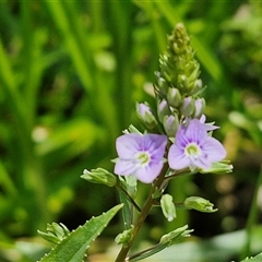 Veronica anagallis-aquatica (Blue Water Speedwell) at Goulburn, NSW - 1 Nov 2024 by trevorpreston