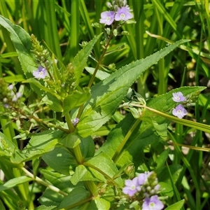 Veronica anagallis-aquatica at Goulburn, NSW - 1 Nov 2024