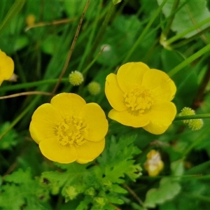 Ranunculus repens at Goulburn, NSW - 1 Nov 2024 12:32 PM