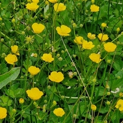 Ranunculus repens at Goulburn, NSW - 1 Nov 2024 12:32 PM