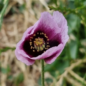 Papaver somniferum at Goulburn, NSW - 1 Nov 2024