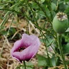 Papaver somniferum at Goulburn, NSW - 1 Nov 2024