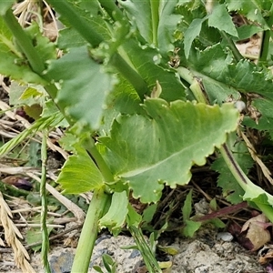 Papaver somniferum at Goulburn, NSW - 1 Nov 2024