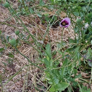 Papaver somniferum at Goulburn, NSW - 1 Nov 2024