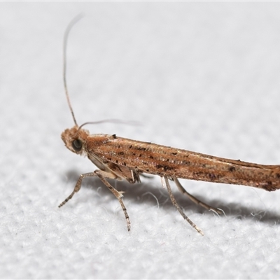 Zelleria cynetica (Rectangular Ermine Moth) at Jerrabomberra, NSW - 30 Oct 2024 by DianneClarke