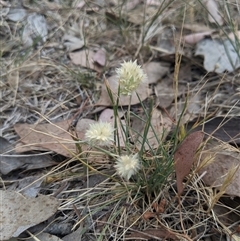 Rytidosperma carphoides (Short Wallaby Grass) at Higgins, ACT - 2 Nov 2024 by MattM