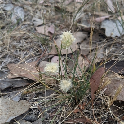 Rytidosperma carphoides (Short Wallaby Grass) at Higgins, ACT - 2 Nov 2024 by MattM