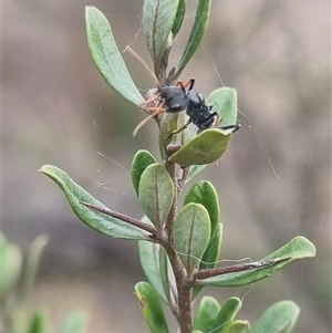Myrmecia sp., pilosula-group at Bungendore, NSW - suppressed