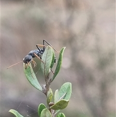 Myrmecia sp., pilosula-group at Bungendore, NSW - suppressed