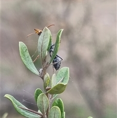 Myrmecia sp., pilosula-group at Bungendore, NSW - suppressed