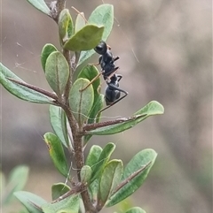 Myrmecia sp., pilosula-group at Bungendore, NSW - suppressed