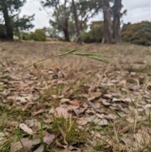 Anthosachne scabra at Higgins, ACT - 2 Nov 2024 09:19 AM