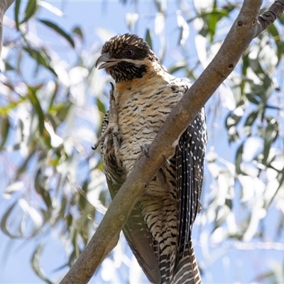 Eudynamys orientalis (Pacific Koel) at Nicholls, ACT - 1 Nov 2024 by AlisonMilton