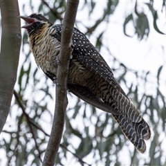 Eudynamys orientalis at Nicholls, ACT - 1 Nov 2024