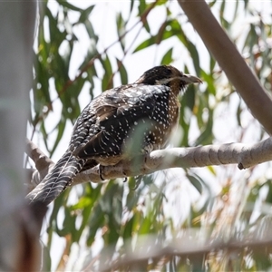 Eudynamys orientalis at Nicholls, ACT - 1 Nov 2024