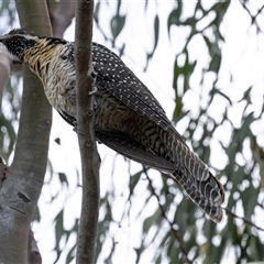 Eudynamys orientalis at Nicholls, ACT - 1 Nov 2024