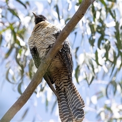 Eudynamys orientalis at Nicholls, ACT - 1 Nov 2024