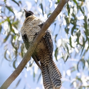 Eudynamys orientalis at Nicholls, ACT - 1 Nov 2024