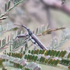 Rhinotia sp. (genus) (Unidentified Rhinotia weevil) at Bungendore, NSW - 31 Oct 2024 by clarehoneydove