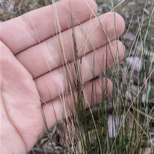 Nassella trichotoma at Higgins, ACT - 2 Nov 2024 09:32 AM