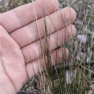 Nassella trichotoma (Serrated Tussock) at Higgins, ACT - 1 Nov 2024 by MattM