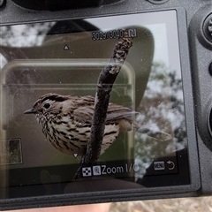 Pyrrholaemus sagittatus (Speckled Warbler) at Denman Prospect, ACT - 2 Nov 2024 by Wildlifewarrior80