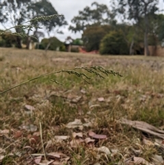 Poa sieberiana at Higgins, ACT - 2 Nov 2024 09:37 AM