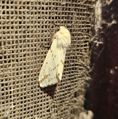 Ardices canescens (Dark-spotted Tiger Moth) at Captains Flat, NSW - 1 Nov 2024 by Csteele4