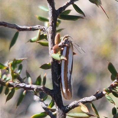 Phytotrypa propriella (A concealer moth) at Bungendore, NSW - 26 Oct 2024 by clarehoneydove