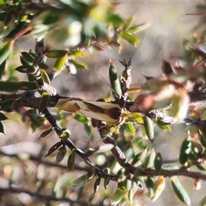 Phytotrypa propriella at Bungendore, NSW - suppressed