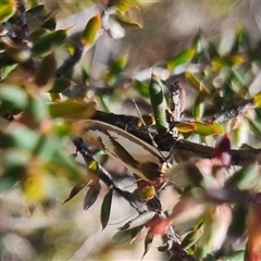 Phytotrypa propriella at Bungendore, NSW - suppressed