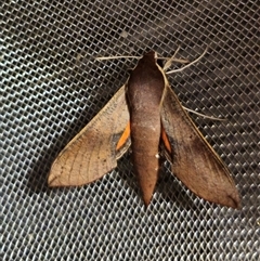 Hippotion scrofa (Coprosma Hawk Moth) at Captains Flat, NSW - 1 Nov 2024 by Csteele4